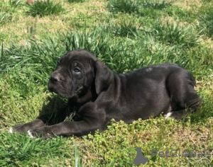 Photo №1. cane corso - for sale in the city of Busko-Zdrój | negotiated | Announcement № 162439