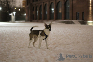 Photo №4. I will sell non-pedigree dogs in the city of Москва. private announcement - price - Is free