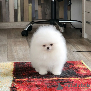 Photo №4. I will sell pomeranian in the city of Berlin. private announcement - price - 380$