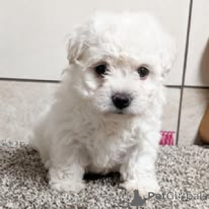 Photo №3. Bichon Frisén pennut etsivät perhettä. Finland