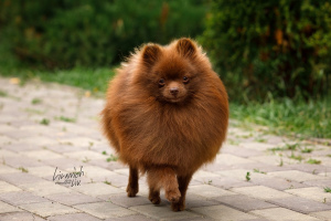 Photo №1. german spitz - for sale in the city of Москва | negotiated | Announcement № 4111