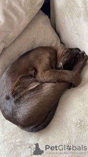 Photo №2 to announcement № 10495 for the sale of burmese cat - buy in Russian Federation private announcement
