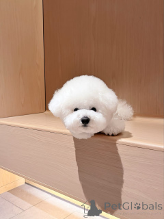Photo №2 to announcement № 174973 for the sale of bichon frise - buy in Germany private announcement