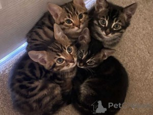 Photo №1. bengal cat - for sale in the city of Adelboden | 329$ | Announcement № 151632