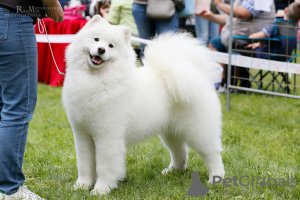 Photo №1. samoyed dog - for sale in the city of Samara | negotiated | Announcement № 7937