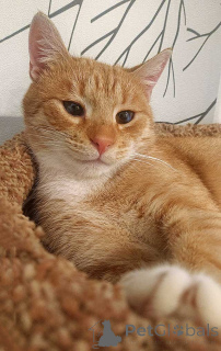 Photo №3. Teenage cat Vasily is looking for a home. Russian Federation