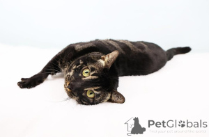 Photo №2 to announcement № 152645 for the sale of bengal cat - buy in Switzerland private announcement