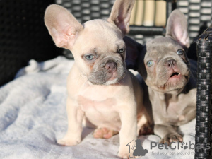 Photo №1. french bulldog - for sale in the city of Degerfors | 651$ | Announcement № 13387