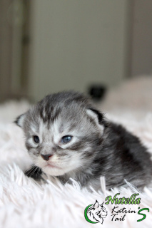 Photo №4. I will sell maine coon in the city of St. Petersburg. private announcement, from nursery, breeder - price - 509$