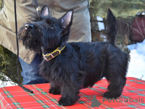 Photo №2 to announcement № 133963 for the sale of scottish terrier - buy in Russian Federation private announcement
