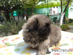 Additional photos: Pekingese puppies