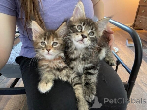 Photo №1. maine coon - for sale in the city of Donzdorf | 361$ | Announcement № 172307