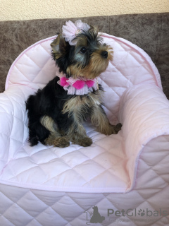 Additional photos: Yorkshire terrier puppies