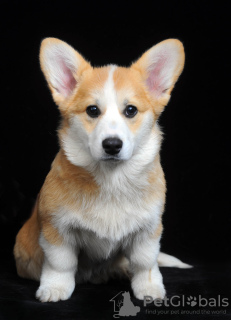 Photo №4. I will sell welsh corgi in the city of Ровно. breeder - price - 1585$
