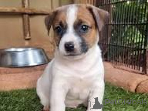 Photo №2 to announcement № 164947 for the sale of jack russell terrier - buy in Netherlands private announcement, breeder