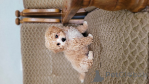 Photo №4. I will sell maltipu in the city of Balti. private announcement - price - negotiated