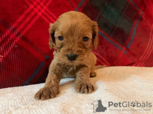 Photo №3. Beautiful Cavapoo Puppies For free adoption. Germany