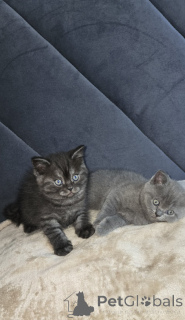 Photo №4. I will sell scottish straight in the city of Chicago. private announcement - price - 600$