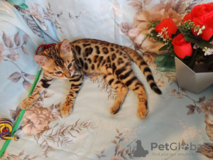 Photo №2 to announcement № 8094 for the sale of bengal cat - buy in Russian Federation from nursery, breeder
