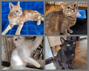 Photo №1. domestic cat - for sale in the city of Minsk | Is free | Announcement № 106400