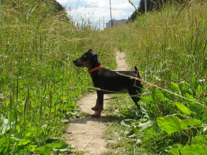 Additional photos: Miniature Pinscher Puppy Girl