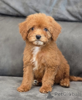 Photo №3. Adorable Red Toy Poodle Puppy for Sale. United Kingdom