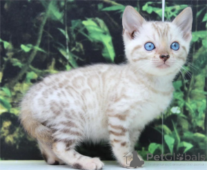 Photo №1. bengal cat - for sale in the city of Delbruk | 361$ | Announcement № 154581