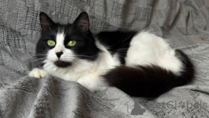 Photo №2 to announcement № 136415 for the sale of  - buy in Belarus 