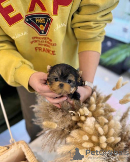 Additional photos: Super Adorable   Yorkies Puppies