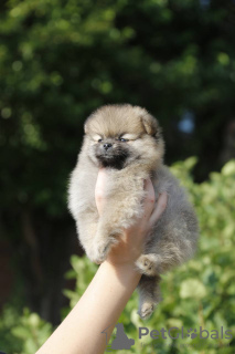 Photo №2 to announcement № 16885 for the sale of pomeranian - buy in Russian Federation breeder