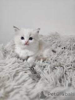 Photo №2 to announcement № 165818 for the sale of ragdoll - buy in Belgium private announcement, breeder