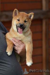 Photo №1. shiba inu - for sale in the city of Samara | negotiated | Announcement № 147106