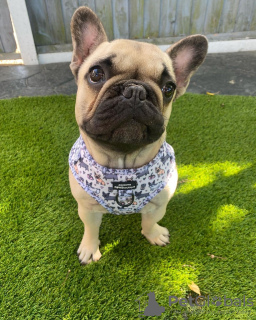 Photo №1. french bulldog - for sale in the city of Ipswich | 600$ | Announcement № 48764
