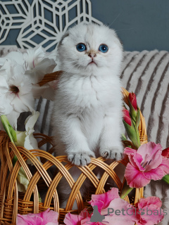 Photo №1. scottish fold - for sale in the city of Moscow river | 812$ | Announcement № 149357
