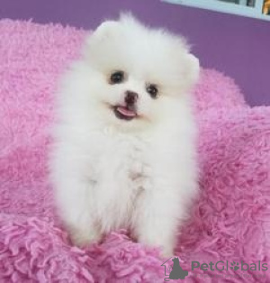 Photo №1. pomeranian - for sale in the city of Frauenfeld | 329$ | Announcement № 129299