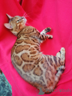 Photo №1. bengal cat - for sale in the city of Ufa | 7102$ | Announcement № 150615
