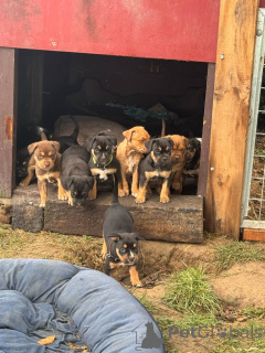 Photo №1.  - for sale in the city of Greensboro | Is free | Announcement № 139137