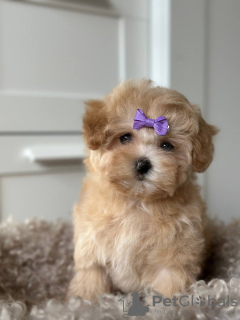 Additional photos: Maltipoo F1