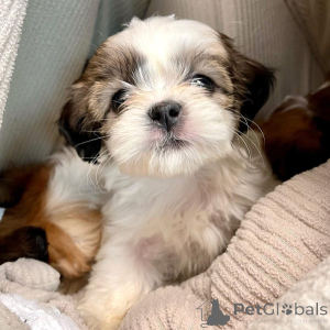 Photo №3. Puppies are from the vet today and they are ready to join their new family's Dm. Russian Federation