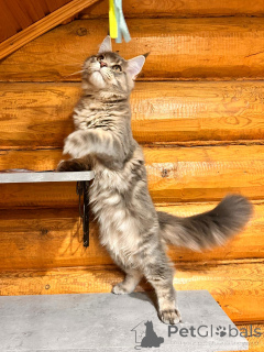 Photo №2 to announcement № 148391 for the sale of maine coon - buy in Russian Federation from nursery