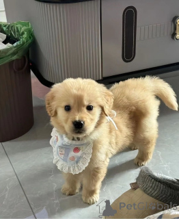 Photo №1. golden retriever - for sale in the city of Афины | negotiated | Announcement № 139208