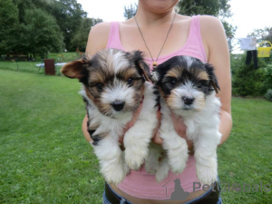 Photo №2 to announcement № 166088 for the sale of beaver yorkshire terrier - buy in Germany 