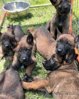 Photo №1. belgian shepherd - for sale in the city of Helsinki | 723$ | Announcement № 169383