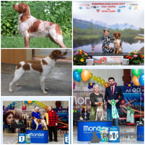 Photo №1. brittany dog - for sale in the city of Амурск | negotiated | Announcement № 32124