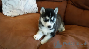 Photo №1. siberian husky - for sale in the city of New York | negotiated | Announcement № 22342