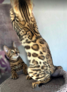 Additional photos: Bengal kittens for sale