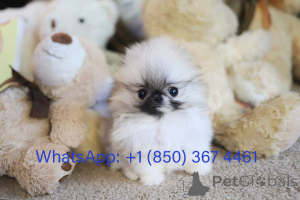 Photo №4. I will sell pomeranian in the city of Cleveland. breeder - price - negotiated