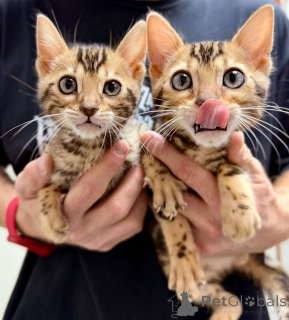 Photo №2 to announcement № 164374 for the sale of bengal cat - buy in Finland private announcement, from the shelter