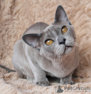 Photo №1. burmese cat - for sale in the city of Minsk | 600$ | Announcement № 9447