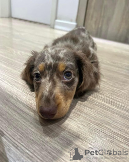 Additional photos: Adorable Dachshund Puppies Available - Ready for Their Forever Homes!